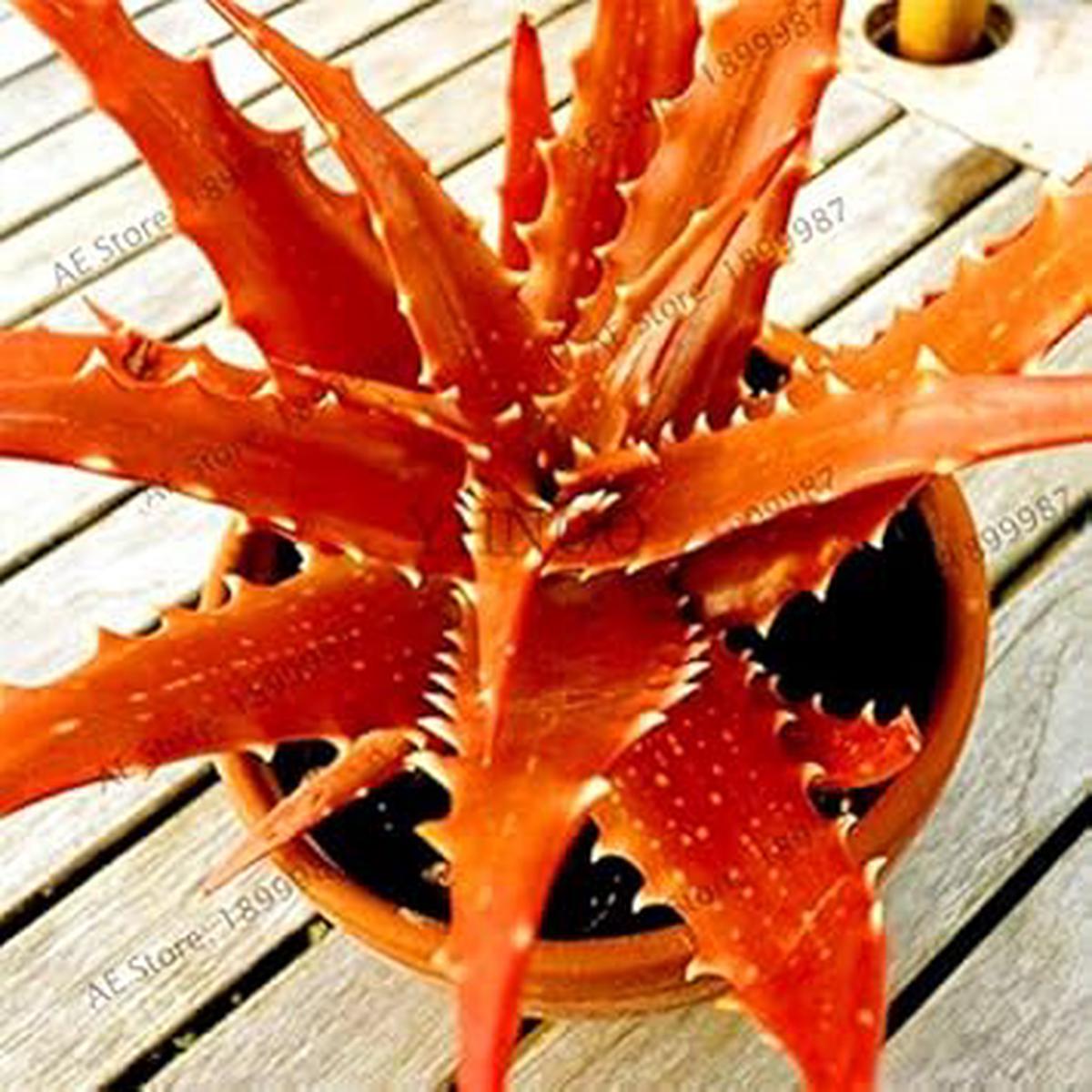 Edible Aloe Vera Plant Seeds - Orange Variety, Heirloom Non-GMO Organic Garden Seeds for Planting