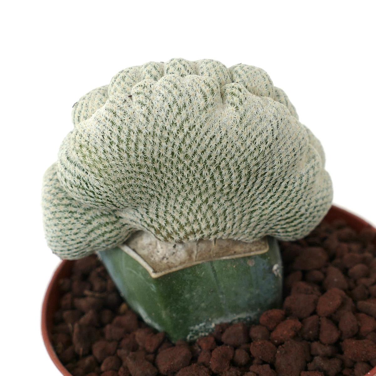 Epithelantha micromeris WITH LATERAL NORMAL BRANCHES