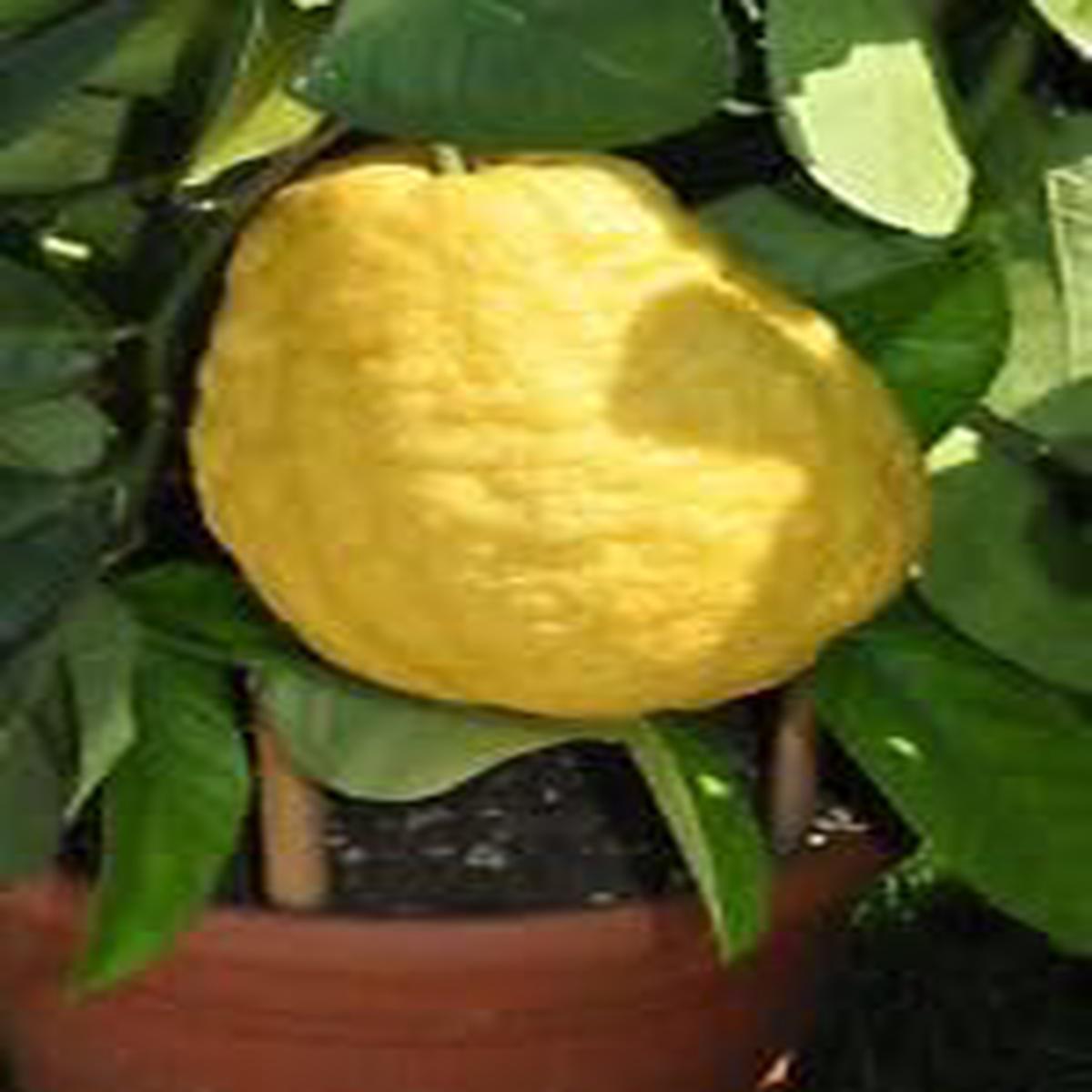 Etrog (Esrog) Fruit Seeds for Planting Aromatic Citron, Heirloom, High Germination, Non-GMO Organic Garden Seeds