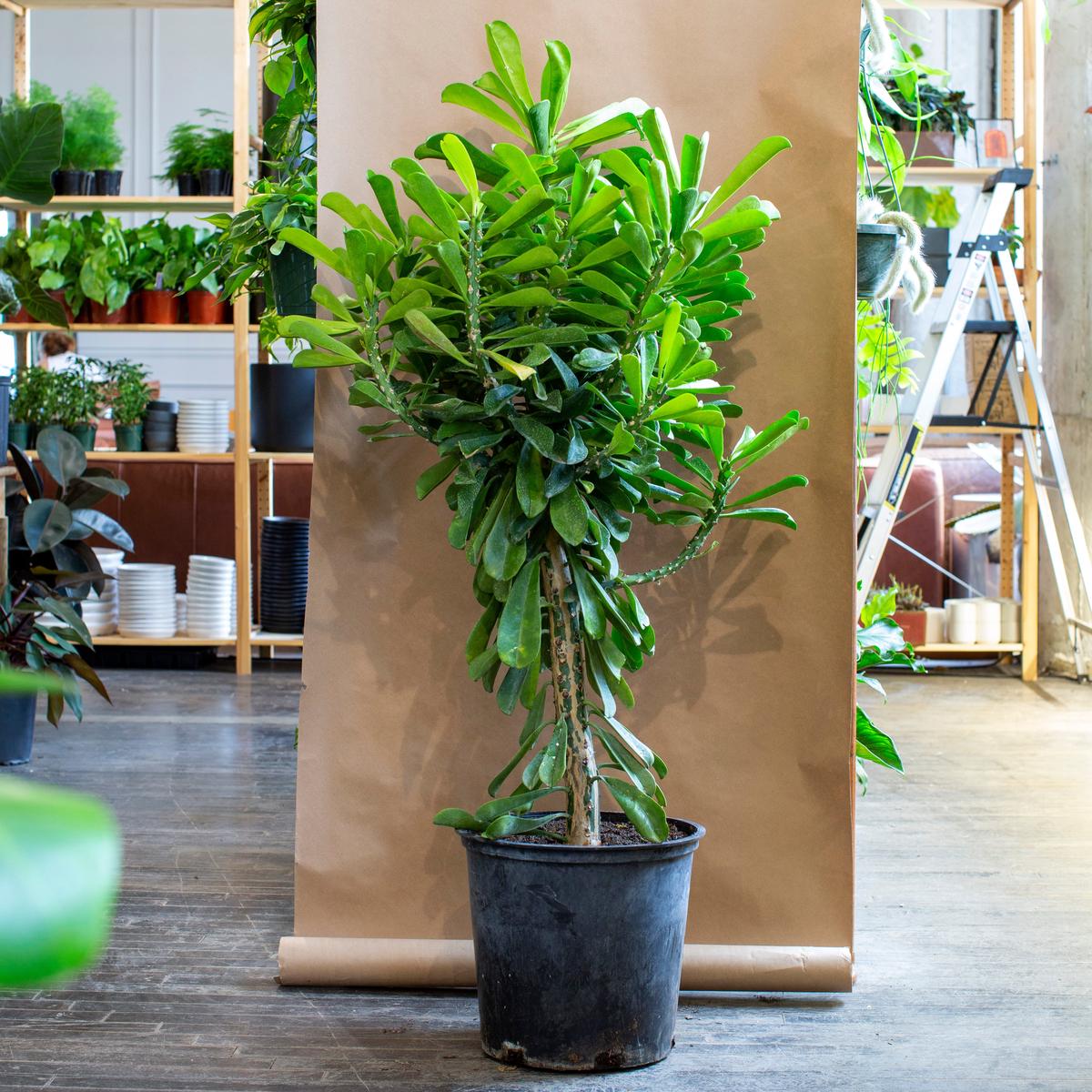 Euphorbia drupifera (Green Giant) - 14"