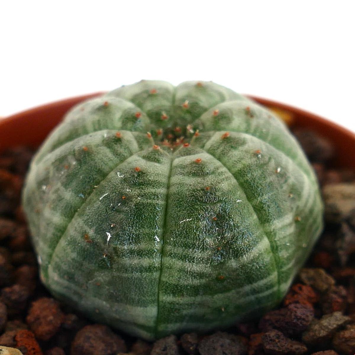 Euphorbia obesa GREEN STRIATA SLIGHTLY STAR-SHAPE 7UX