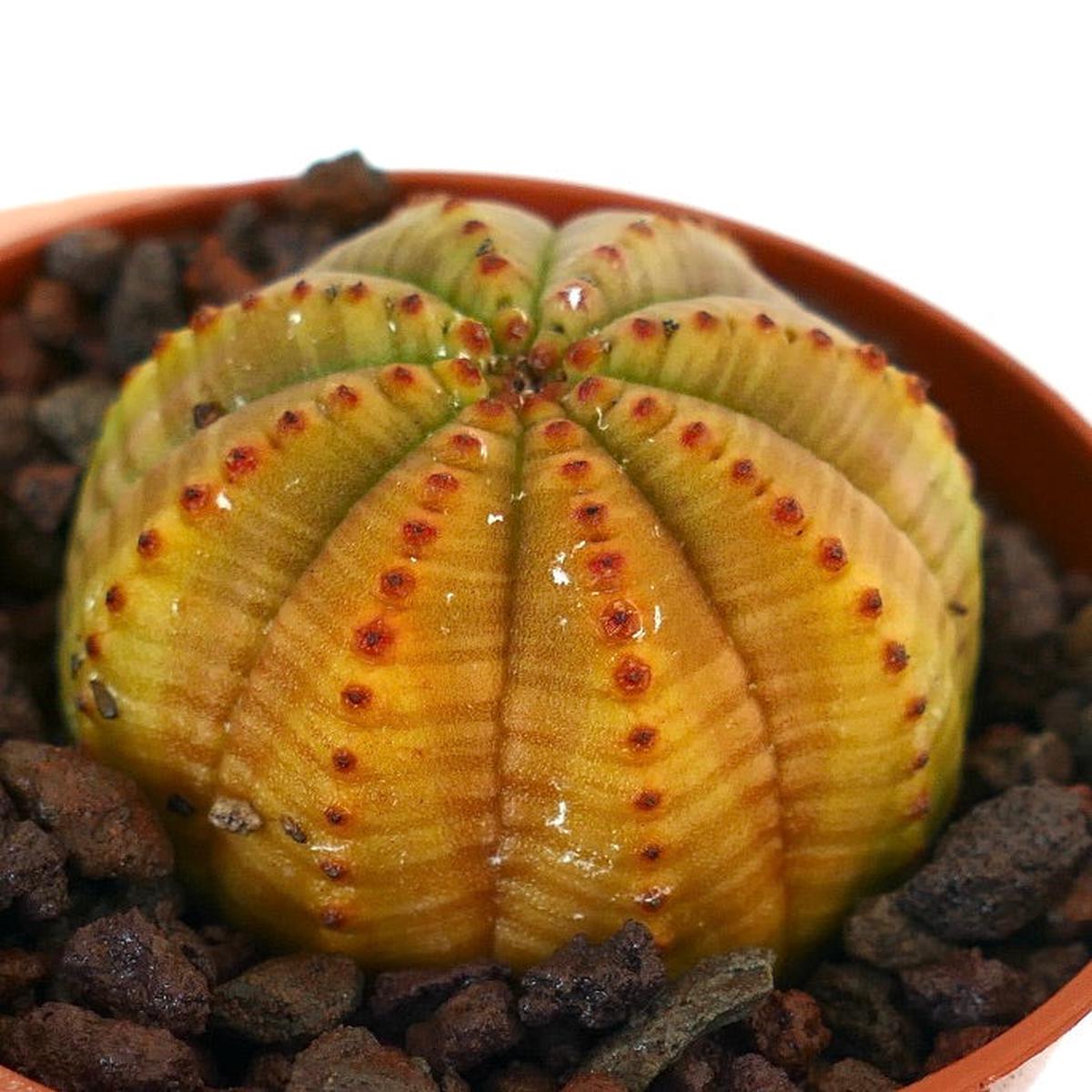 Euphorbia obesa GREEN YELLOW ASUB3