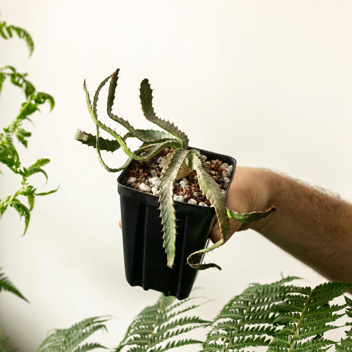 Euphorbia stellata - 4"