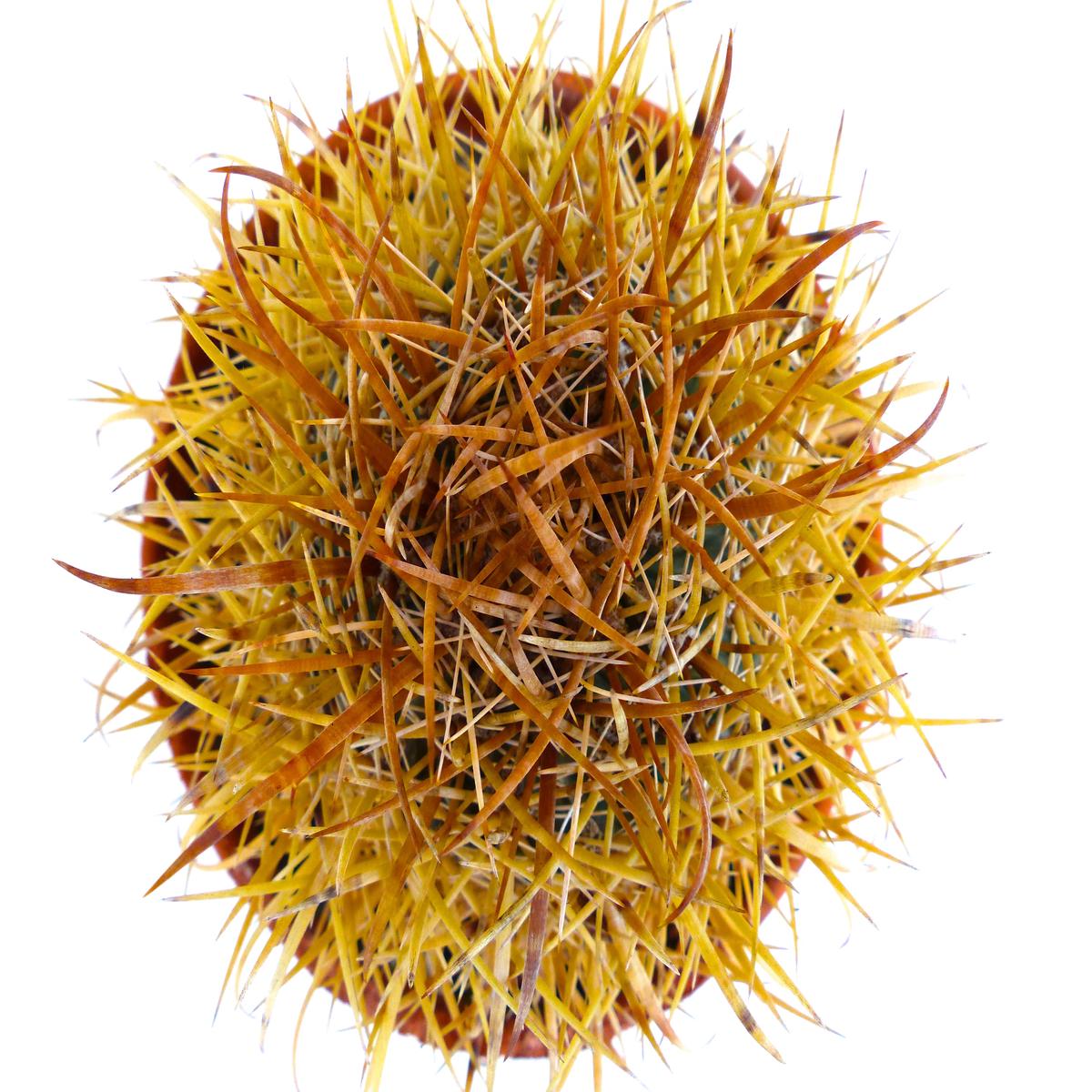 Ferocactus chrysacanthus SUPER YELLOW SPINES