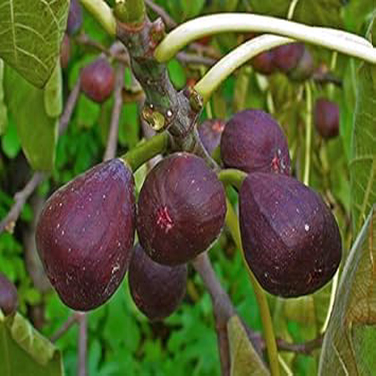 Ficus Carica Fruit Seeds for Planting Sweet, Juicy Figs for Your Backyard, Heirloom & Non-GMO Seeds