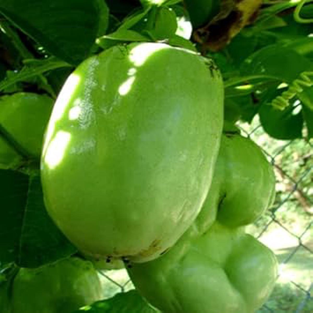 Giant Passiflora Granadilla Fruit Seeds for Planting Heirloom, Non-GMO, High Germination Organic Garden Seeds for Unusual, Sweet Fruits