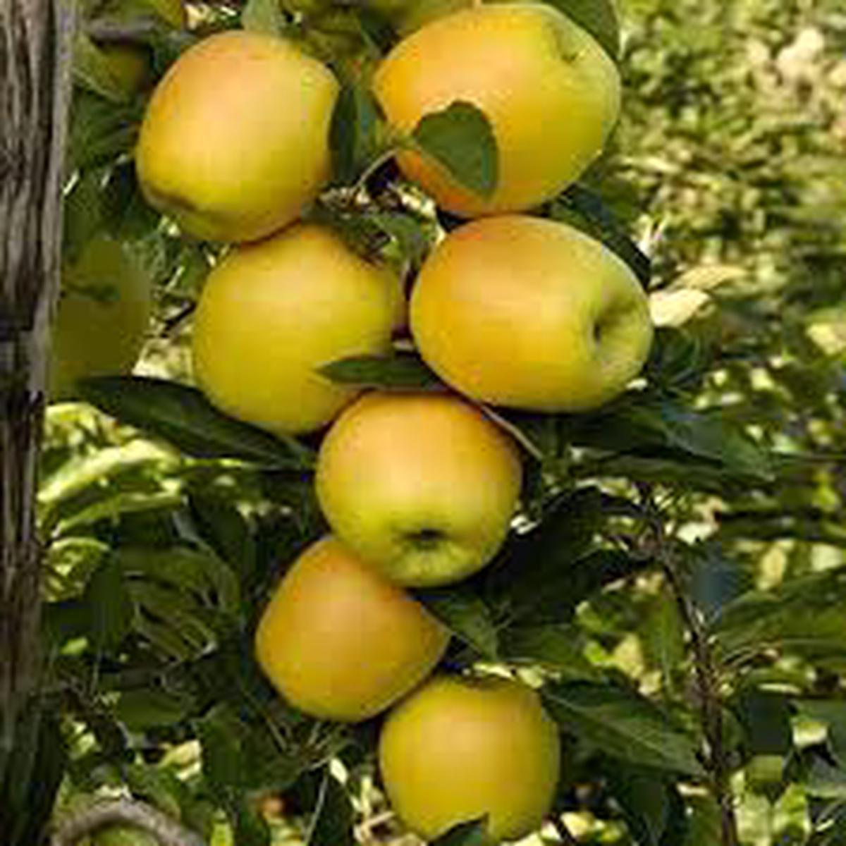 Golden Yellow Apple Fruit Seeds for Planting  Crisp & Sweet Apple Trees, Heirloom & Non-GMO, High Germination Seeds