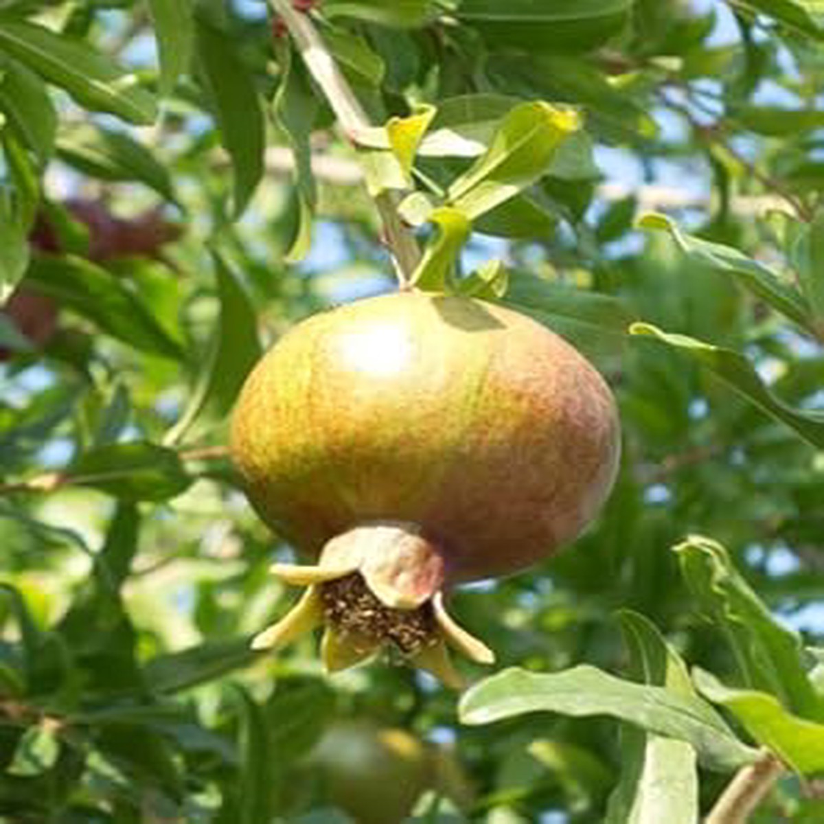 Green Pomegranate Fruit Seeds for Planting  Delicious Harvests, Heirloom & Non-GMO Seeds for Home Garden