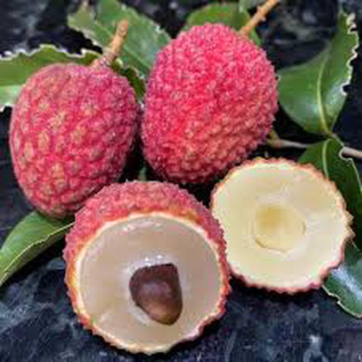 Hak Ip (Black Leaf) Lychee Fruit Seeds for Planting Grow Sweet Lychee Trees, Heirloom & Non-GMO Seeds