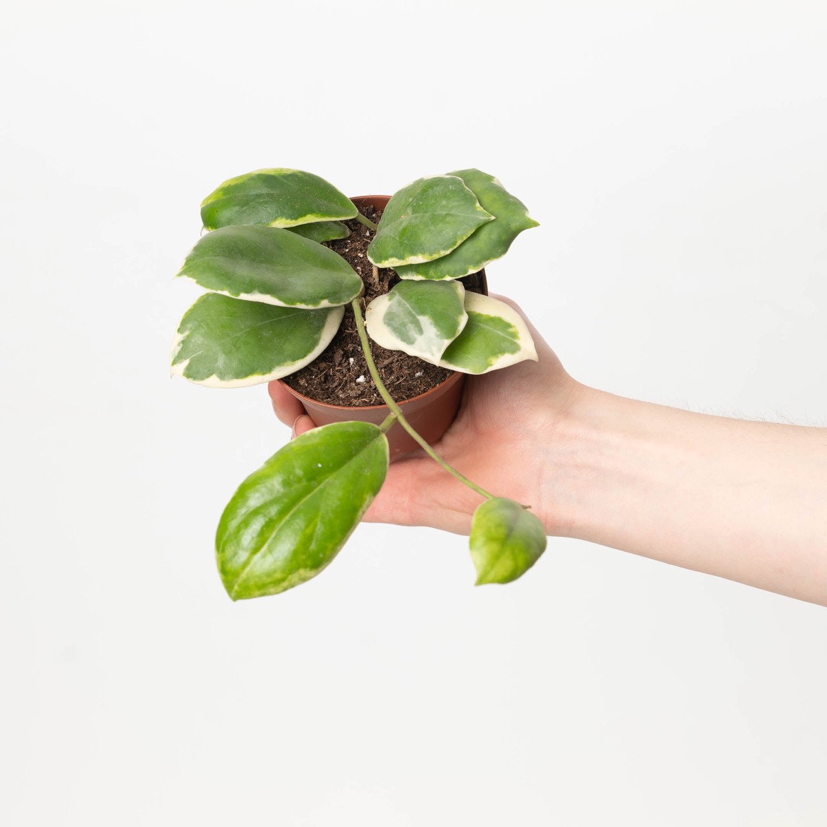 Hoya verticillata 'Outer Variegated' | Hoya Acuta Albo