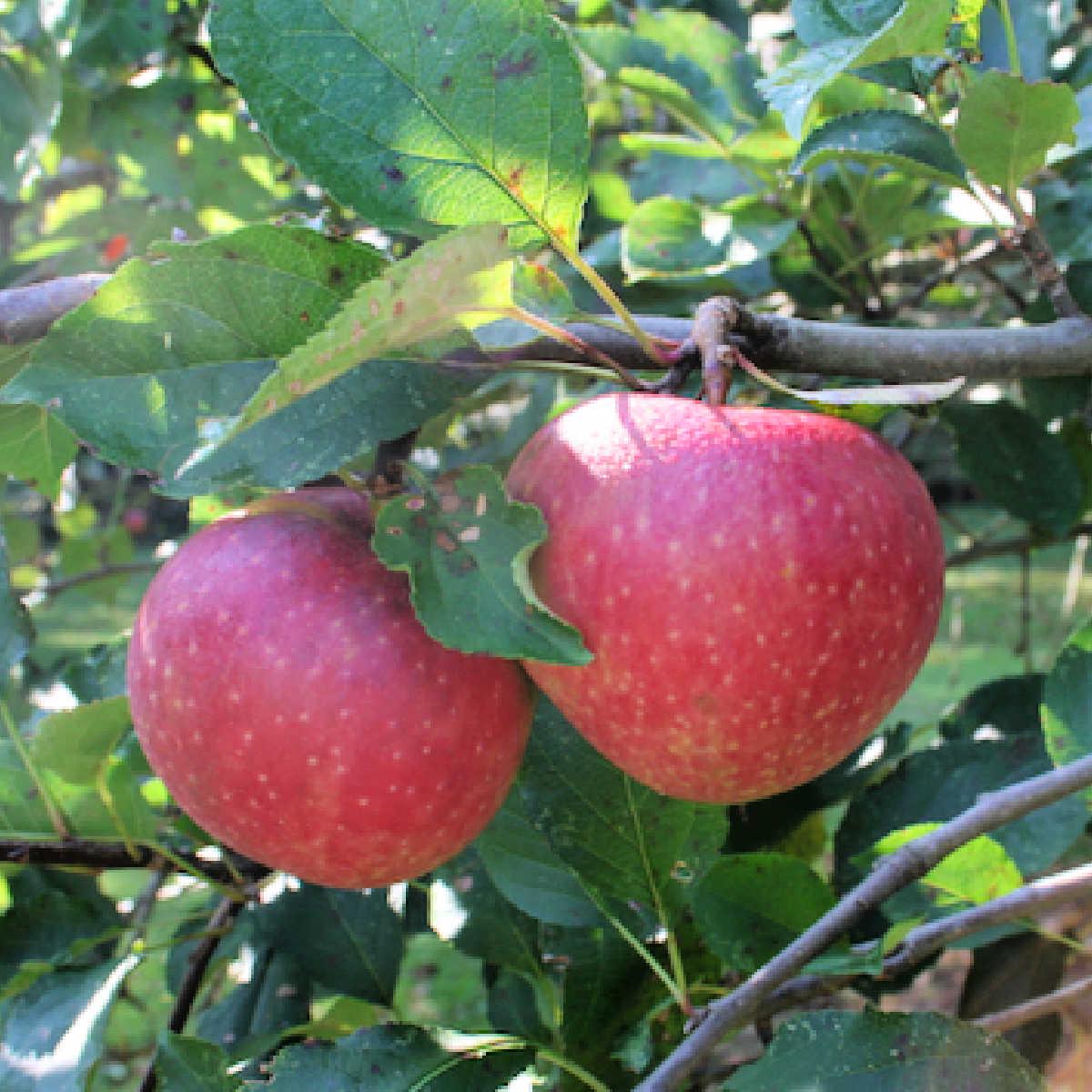 Jonagold Apple Seeds for Planting Sweet & Tart Juicy Apple Trees