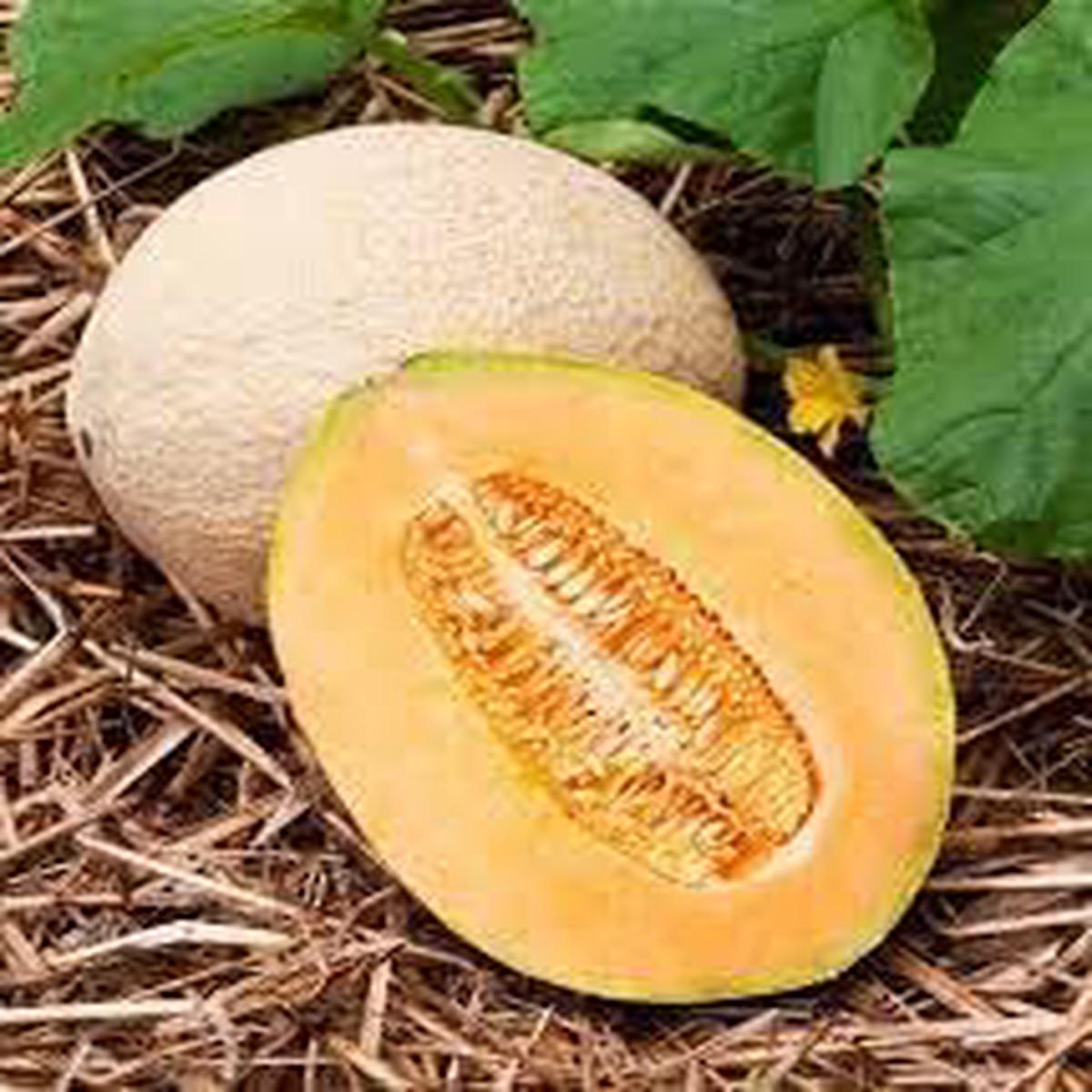 Jumbo Cantaloupe Fruit Seeds for Planting | Heirloom Non-GMO Organic Seeds for Giant, Juicy Melons