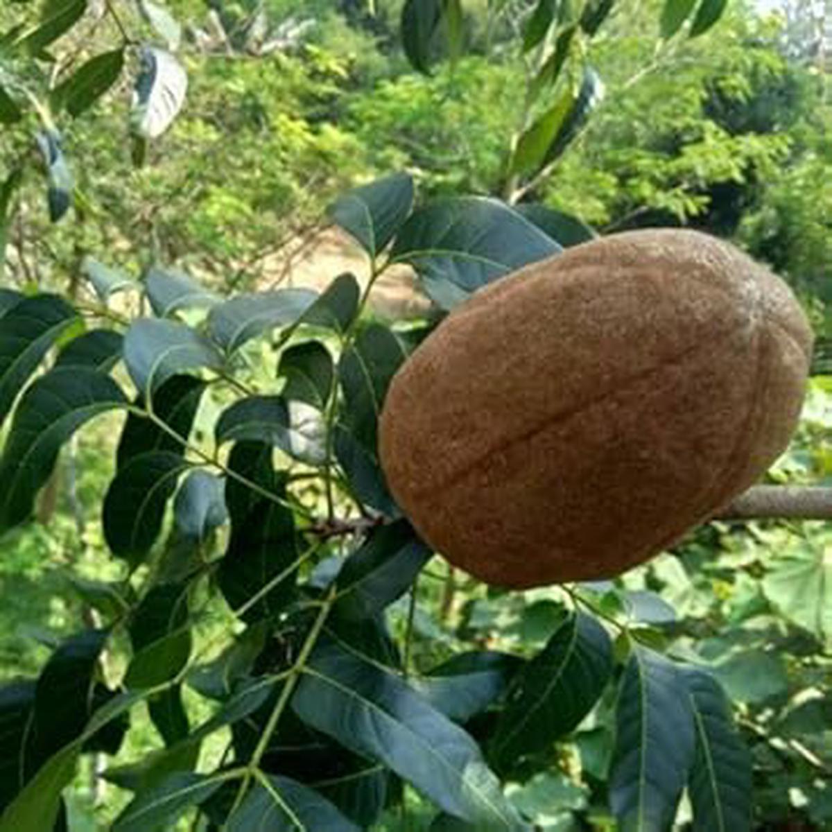 Khaya Senegalensis (African Mahogany) Seeds Hardy Fruit-Bearing Tree