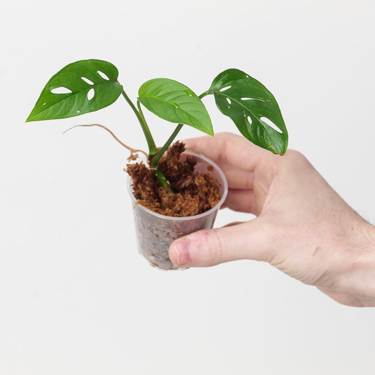 Monstera adansonii var. laniata 'GT1 Clone'