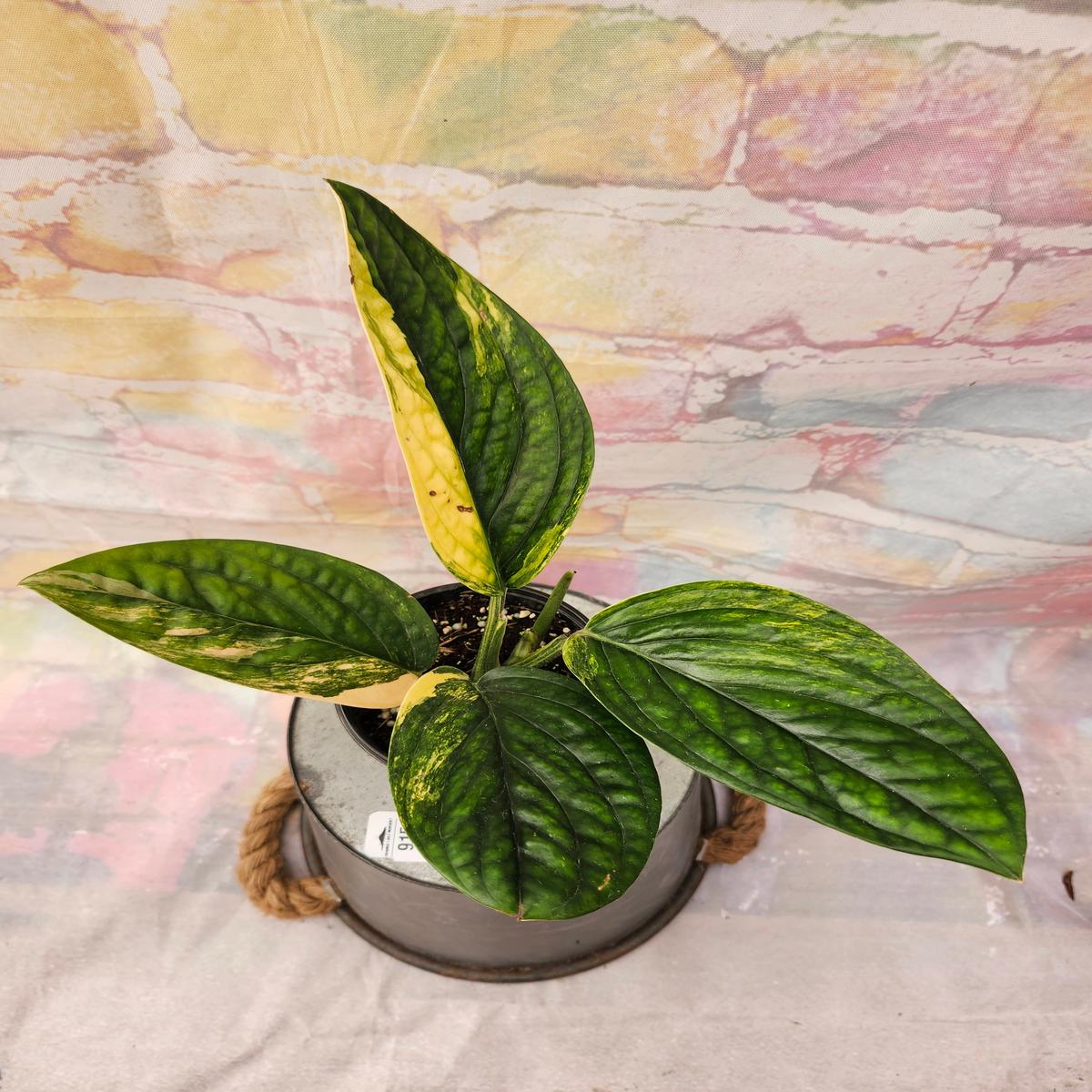 Monstera Variegated Peru (4in)-915
