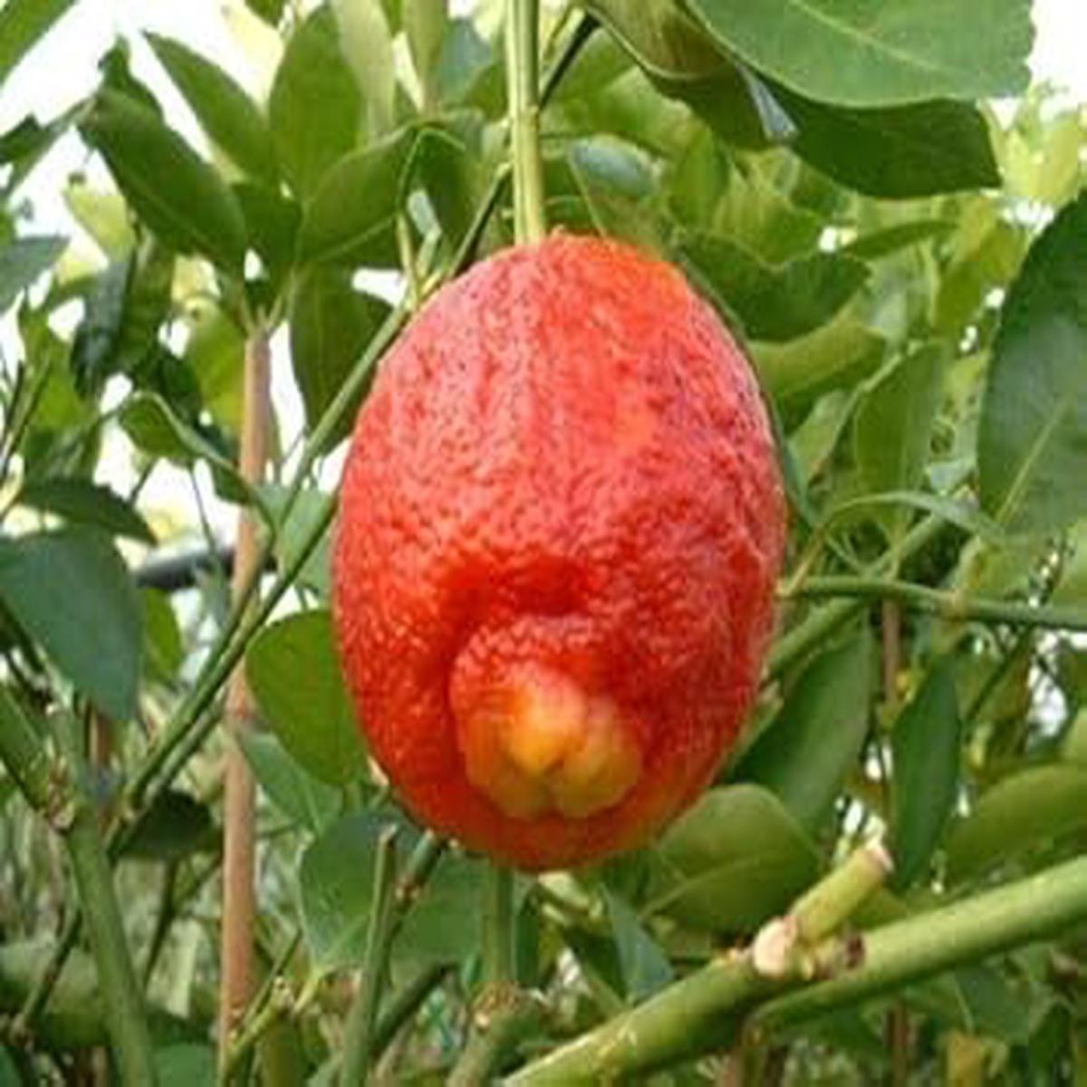 Orange Lemon Tree Seed for Planting Extra-Large Citrus Fruits, Heirloom & Non-GMO Seeds