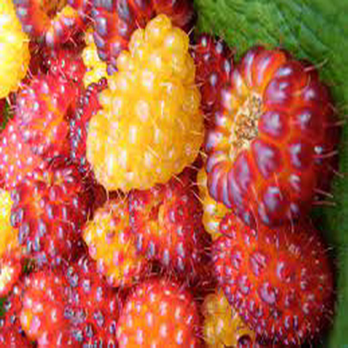 Organic Salmonberry Fruit Seeds for Planting Wild, Unique Berries, Heirloom, High Germination, Non-GMO Organic Garden Seeds