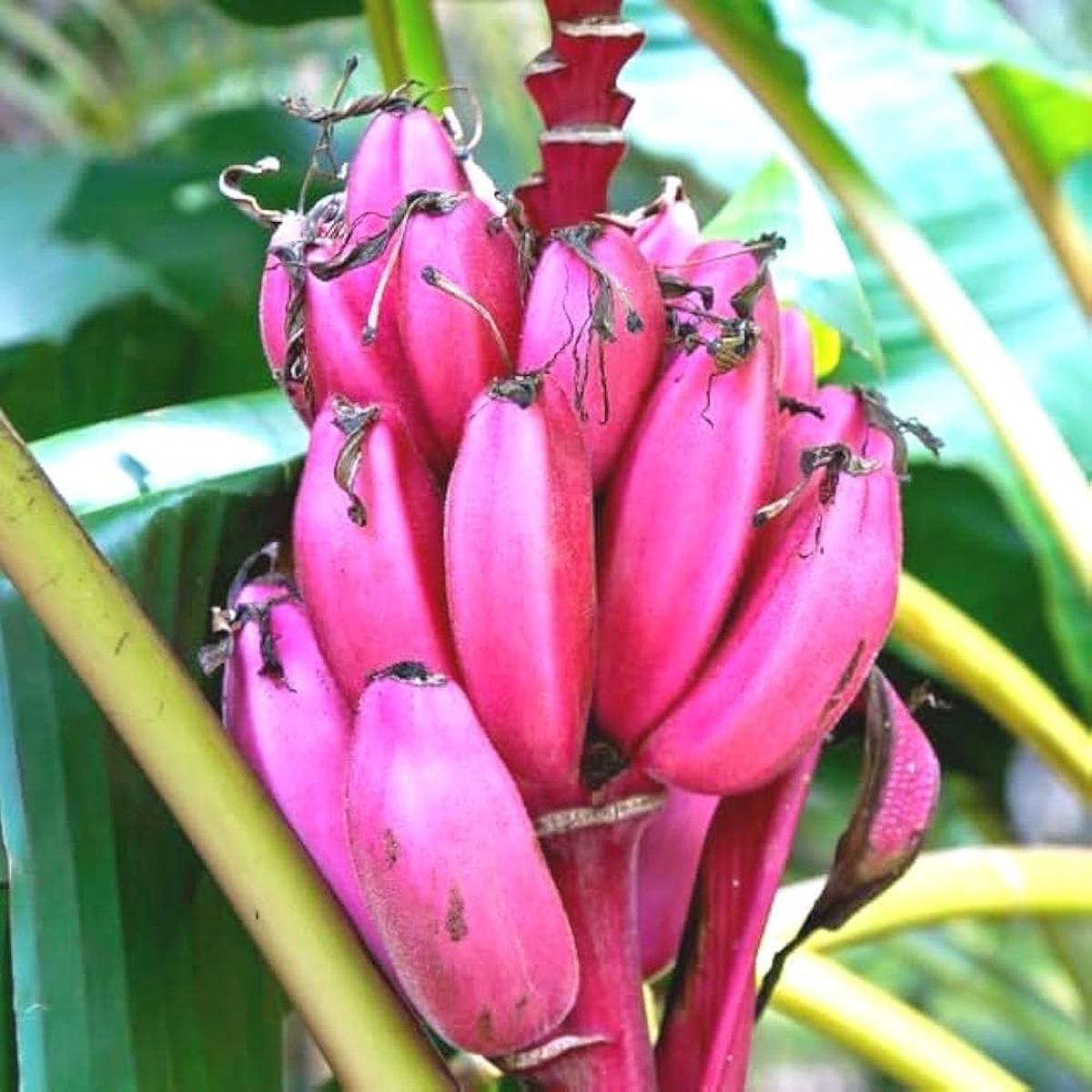 Pink Banana Fruit Seeds for Planting  Unique, Rare Variety, Heirloom & Non-GMO, High Germination