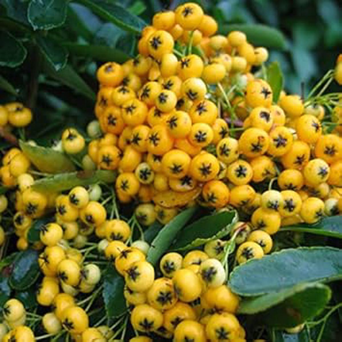 Pink Pyracantha Coccinea Seeds Ornamental Berry Shrubs