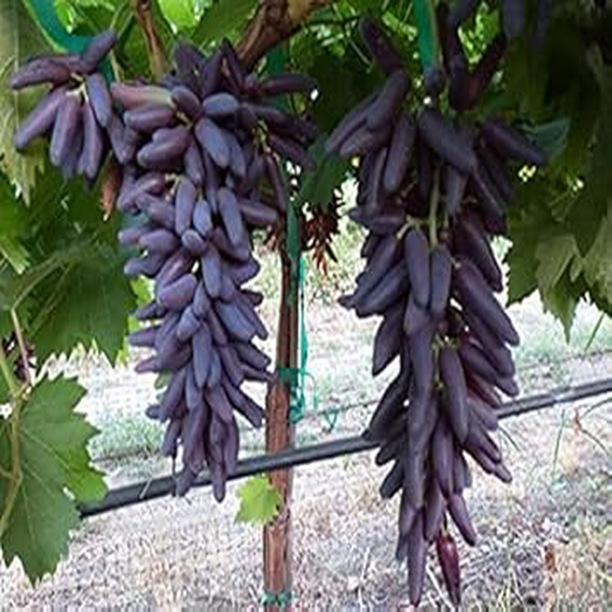 Purple Finger Grape Fruit Seeds for Planting Heirloom, Non-GMO, High Germination Organic Garden Seeds