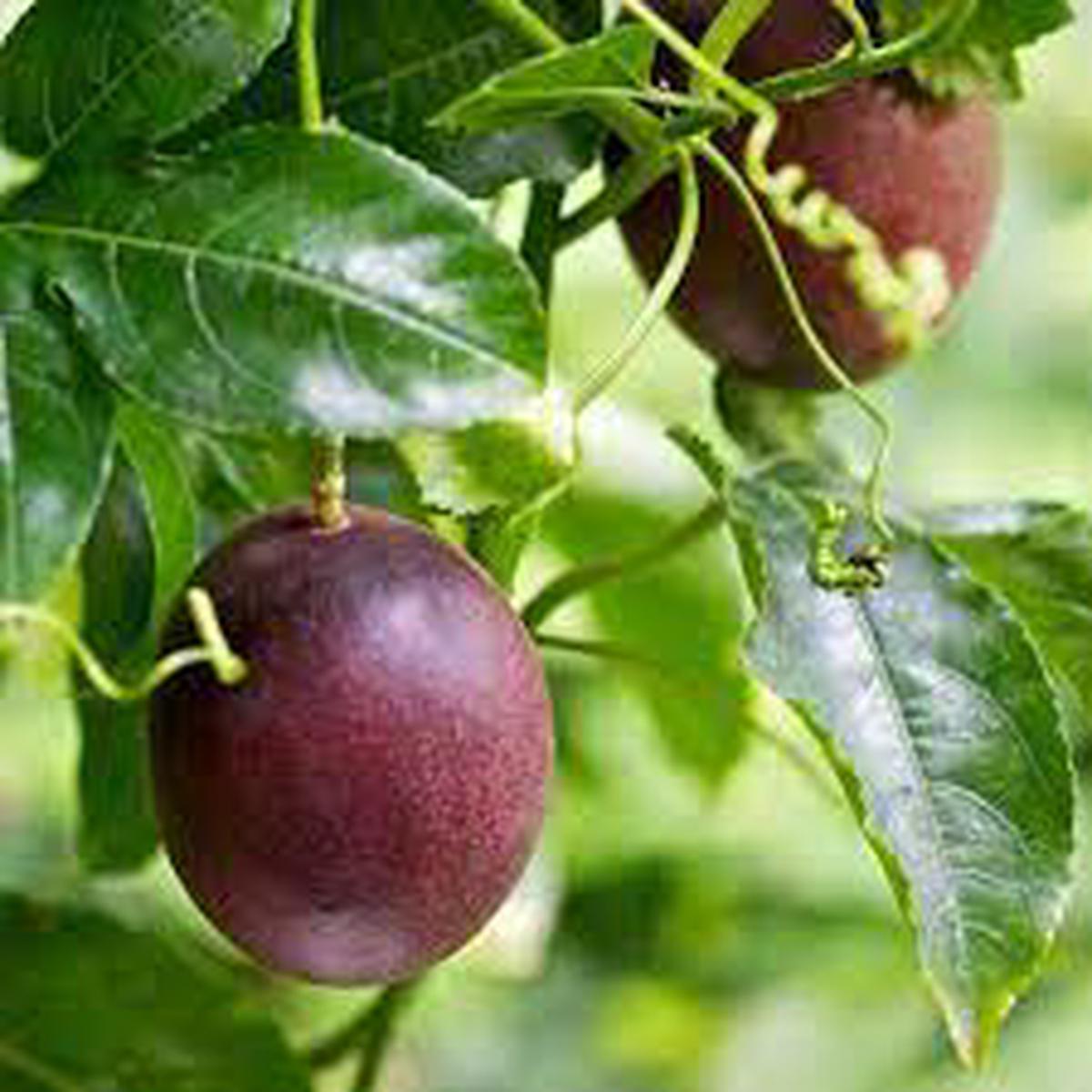 Purple Passiflora Incarnata Fruit Seeds Heirloom, Non-GMO, Ideal for Planting Sweet Passion Fruits