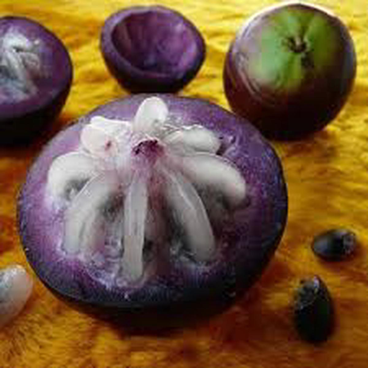 Purple Star Apple Fruit Seeds Heirloom & Non-GMO Tropical Fruit Seeds for Planting in Your Garden