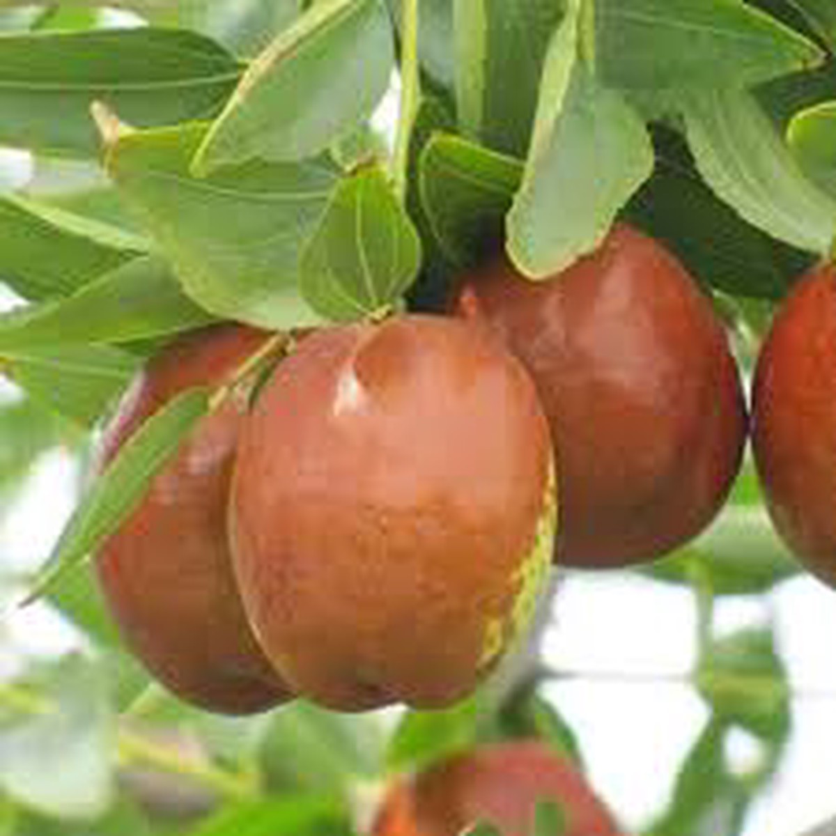 Redlands Jujube Fruit Seeds for Planting  Hardy, Sweet Trees for Your Backyard, Heirloom & Non-GMO Seeds