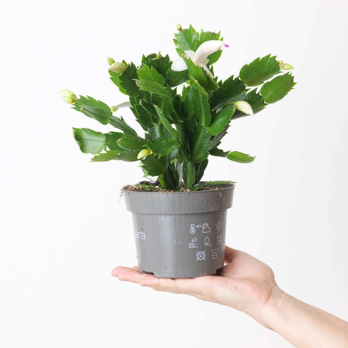 Schlumbergera truncata 'White' - 13cm