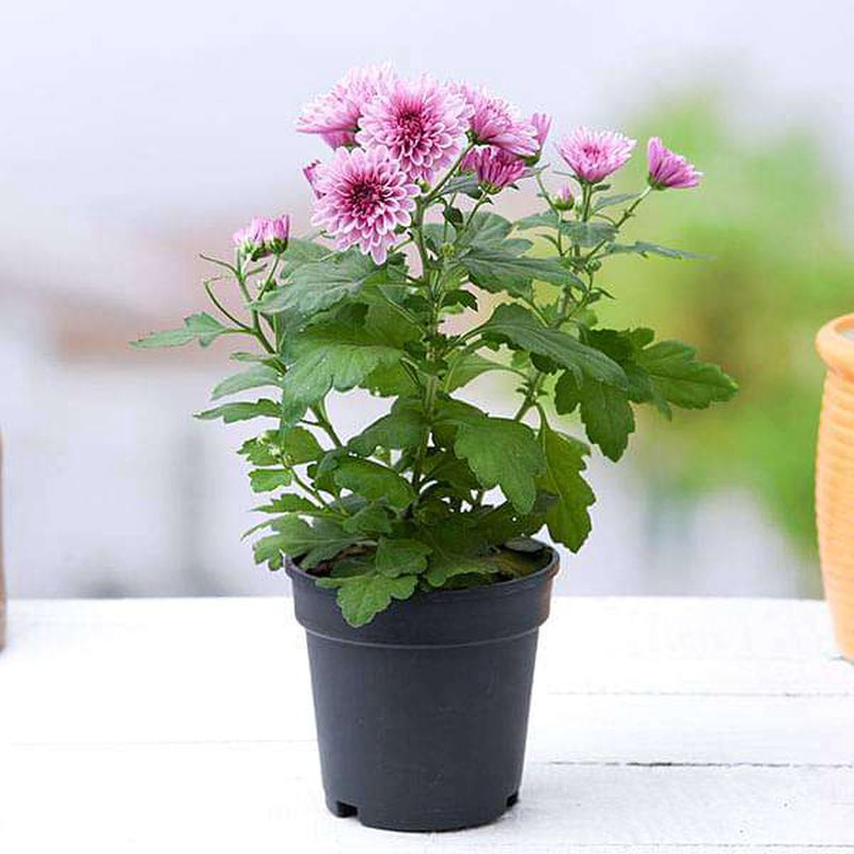 Shevanti Chrysanthemum (Wine Color) 8211 Plant