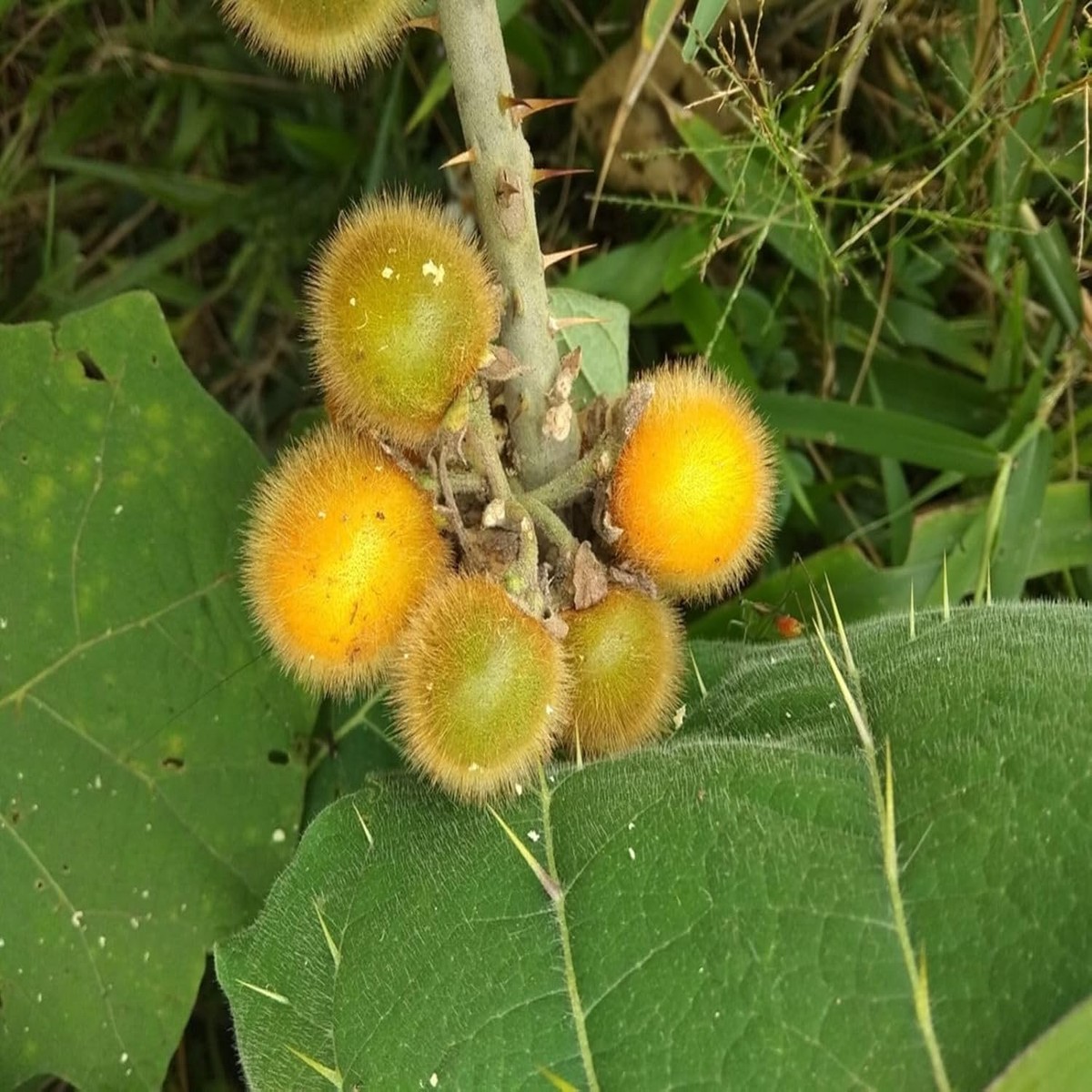 Solanum Fruit Seeds Grow Unique & Flavorful Fruits