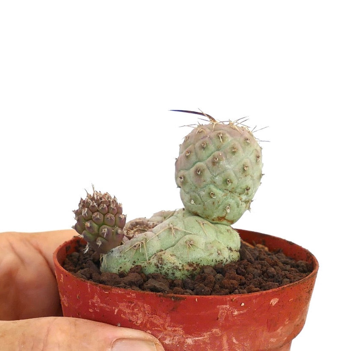 Tephrocactus geometricus BROWN-WHITE SPINES UNUSUAL SHAPE