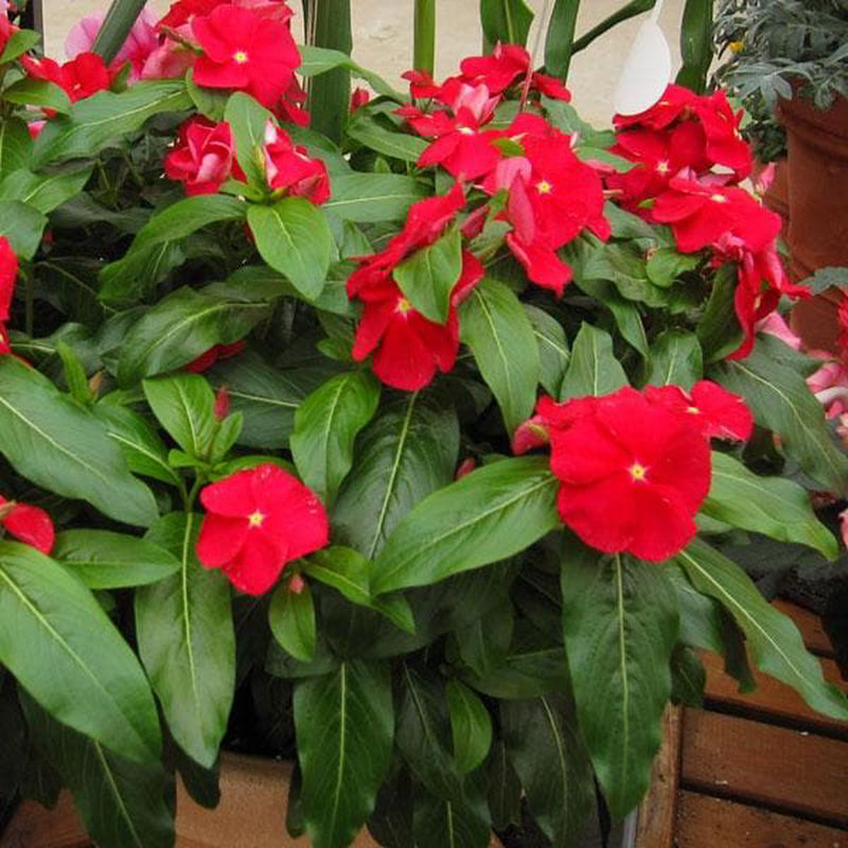 Vinca Catharanthus roseus (Red) 8211 Plant