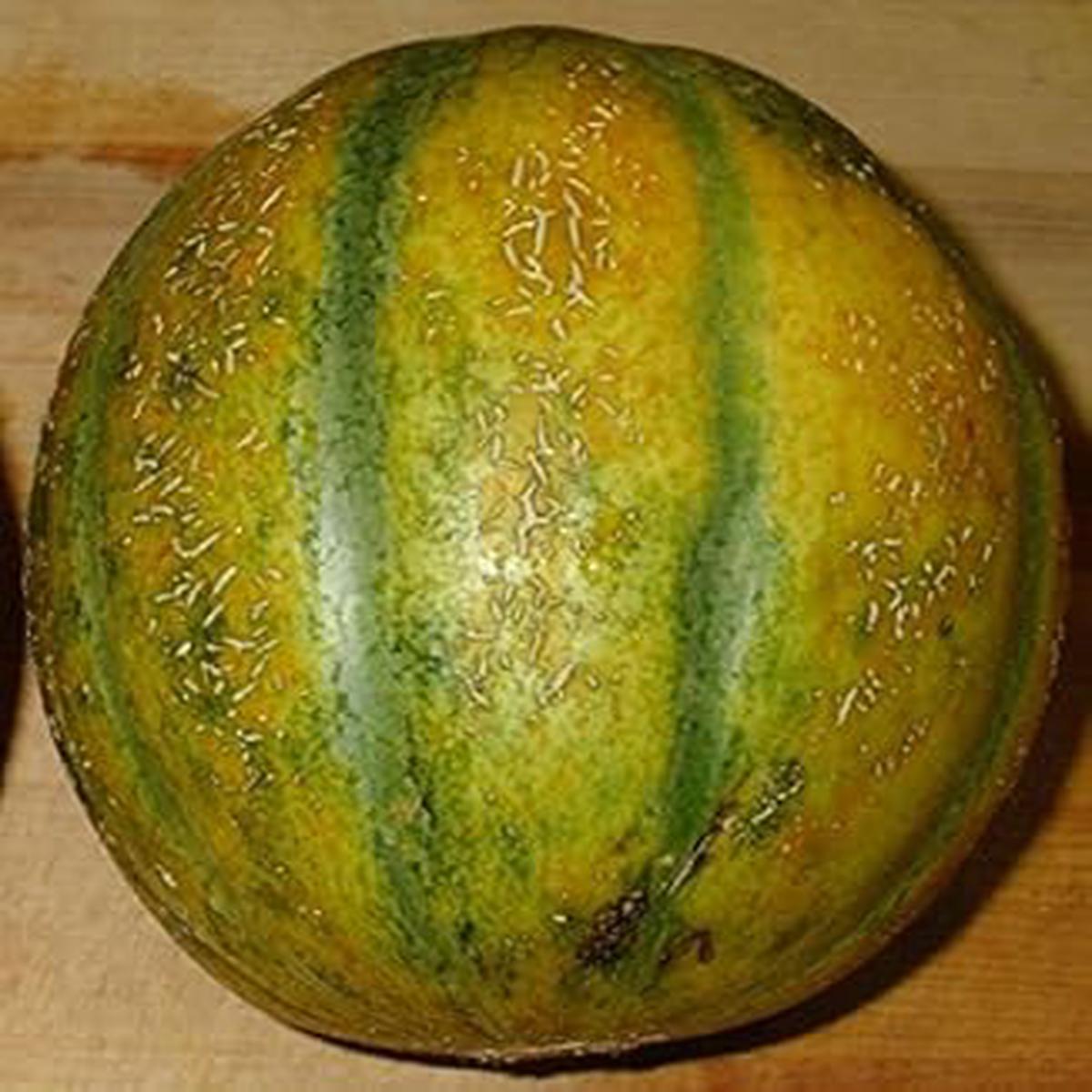 Yellow Cantaloupe Fruit Seeds  Grow Sweet, Orange-Fleshed Cantaloupes for Home Gardens, Heirloom & Non-GMO Seeds