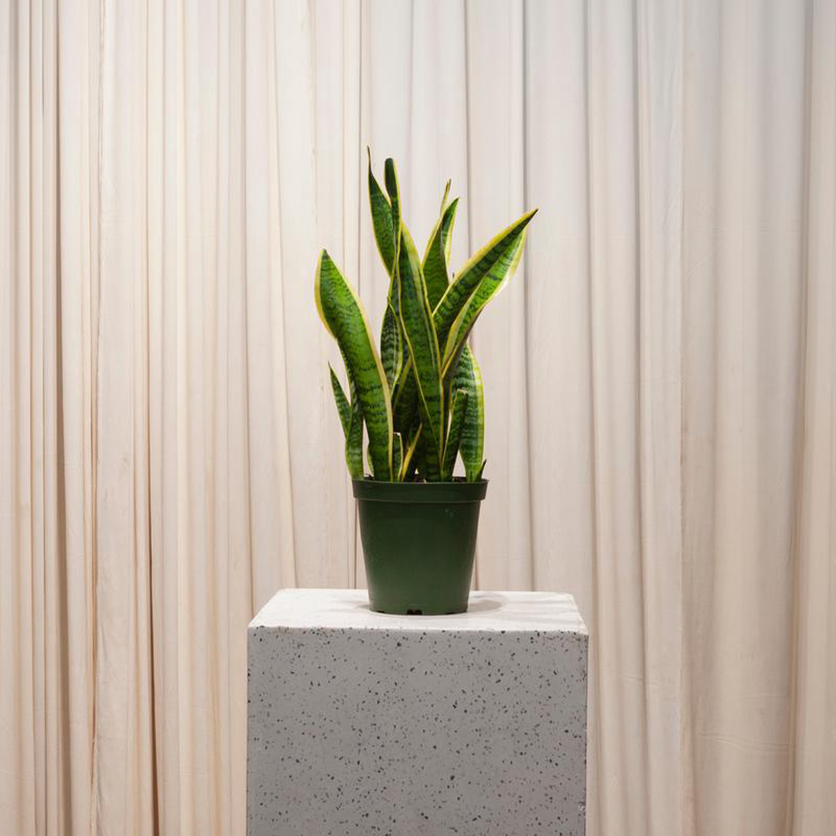 Yellow Snake Plant: Sansevieria trifasciata Laurentii  6 inch pot