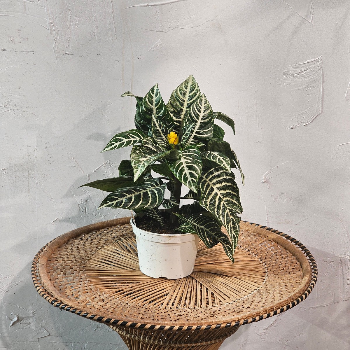 Zebra Plant: Aphelandra squarrosa - 6 inch pot