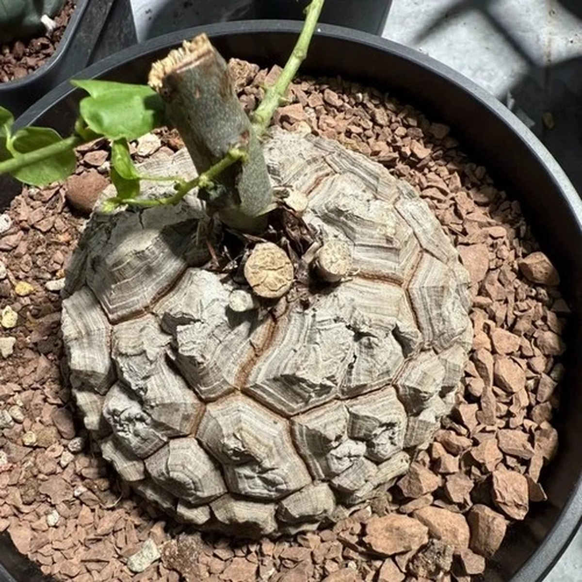 7CM Succulent Cactus Plant Dioscorea Elephantipes Dioscoreaceae Garden Beautiful