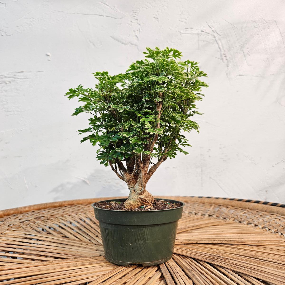 Snowflake Aralia Bonsai: Polyscias fruticosa - 4 inch pot