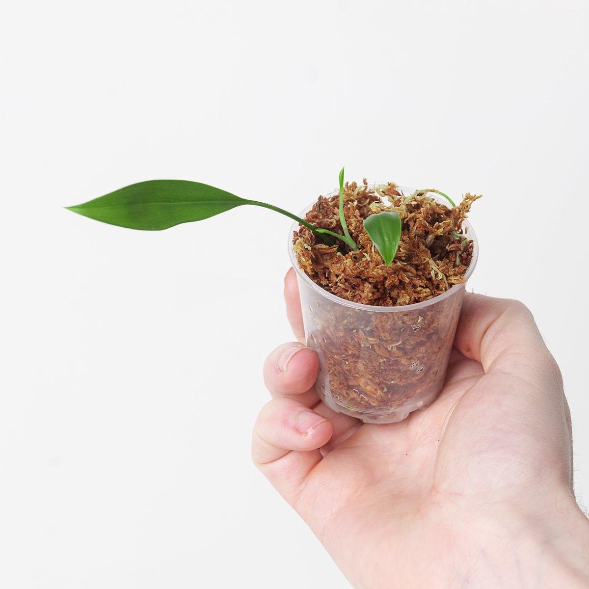Stenospermation angustifolium - 6cm