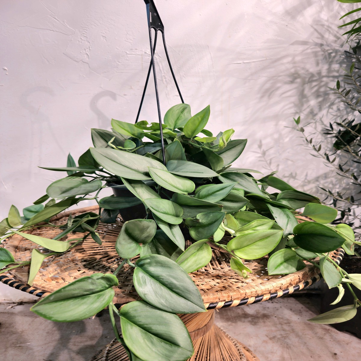 Sterling Silver Pothos: Scindapsus treubii 'Moonlight' - 8 inch pot