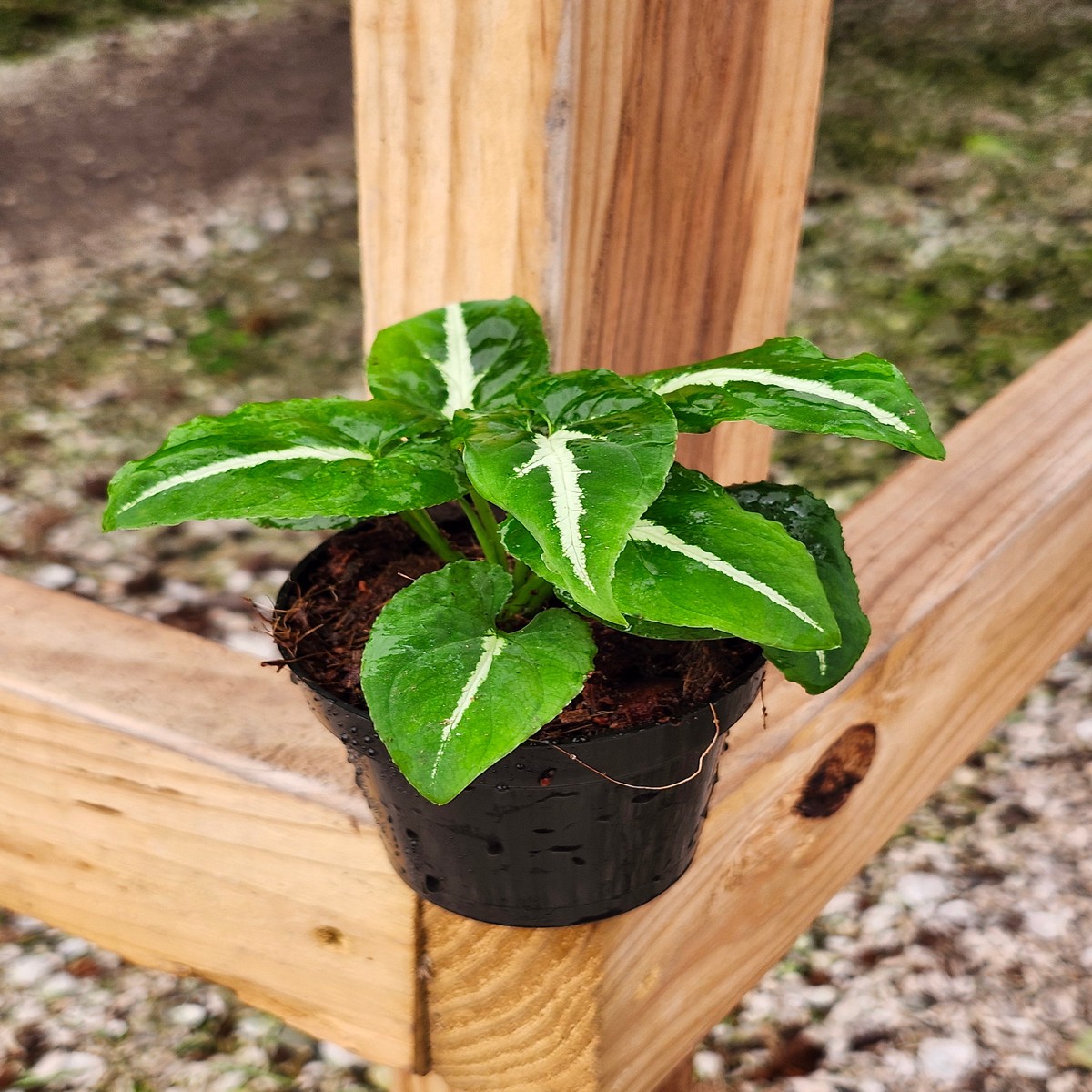 Syngonium Wendlandii