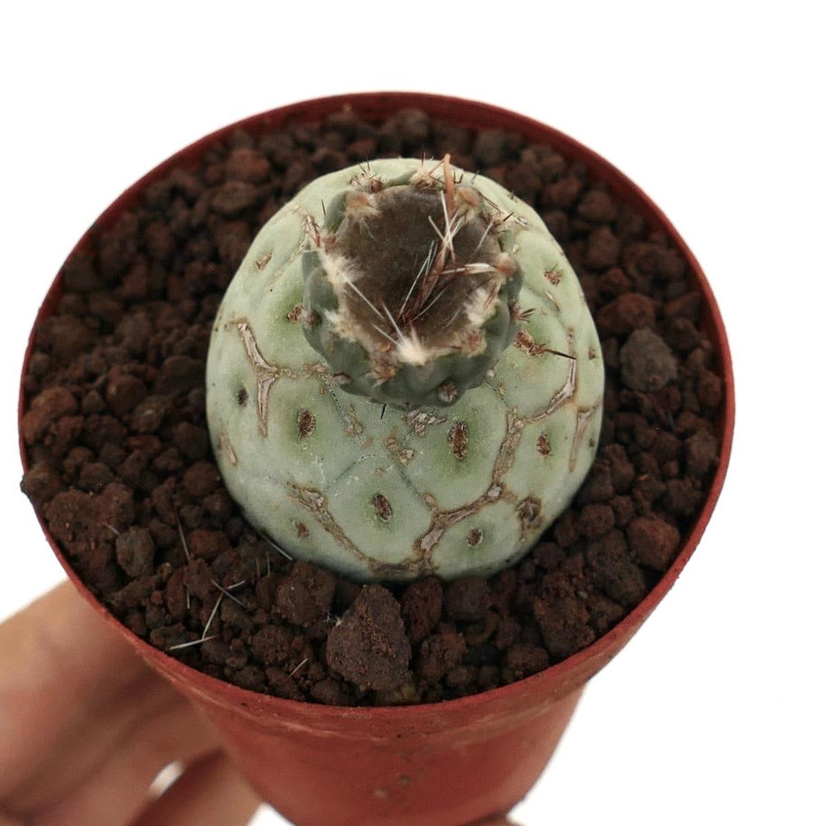 Tephrocactus geometricus JUST FLOWERED CVL