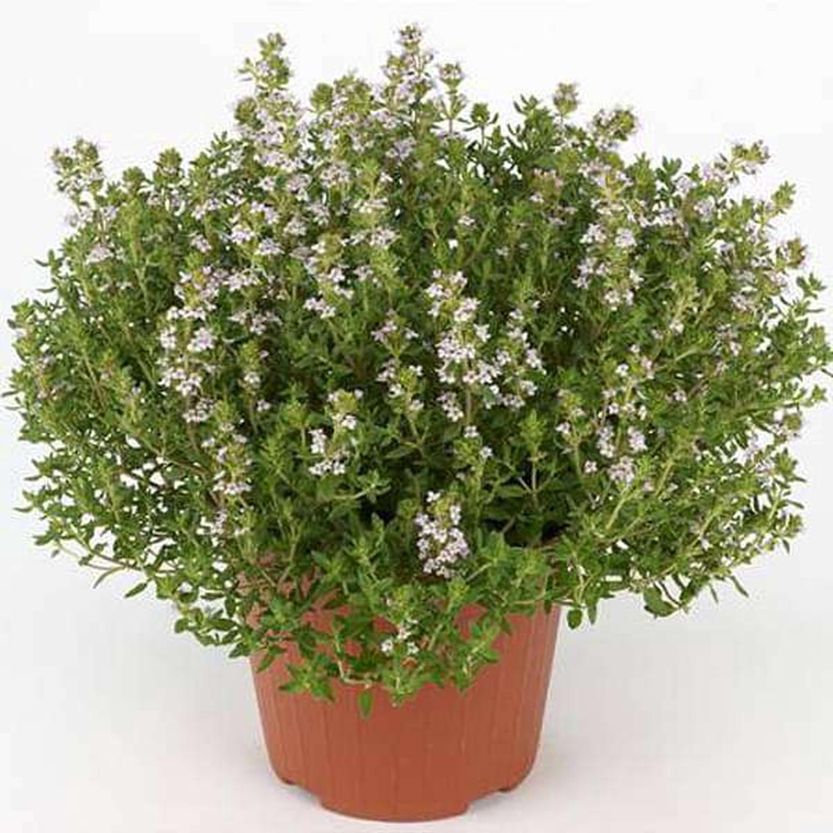 Thyme, Thymus vulgaris - Plant