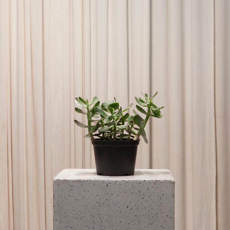 Variegated Jade: Crassula ovata - 6 inch pot