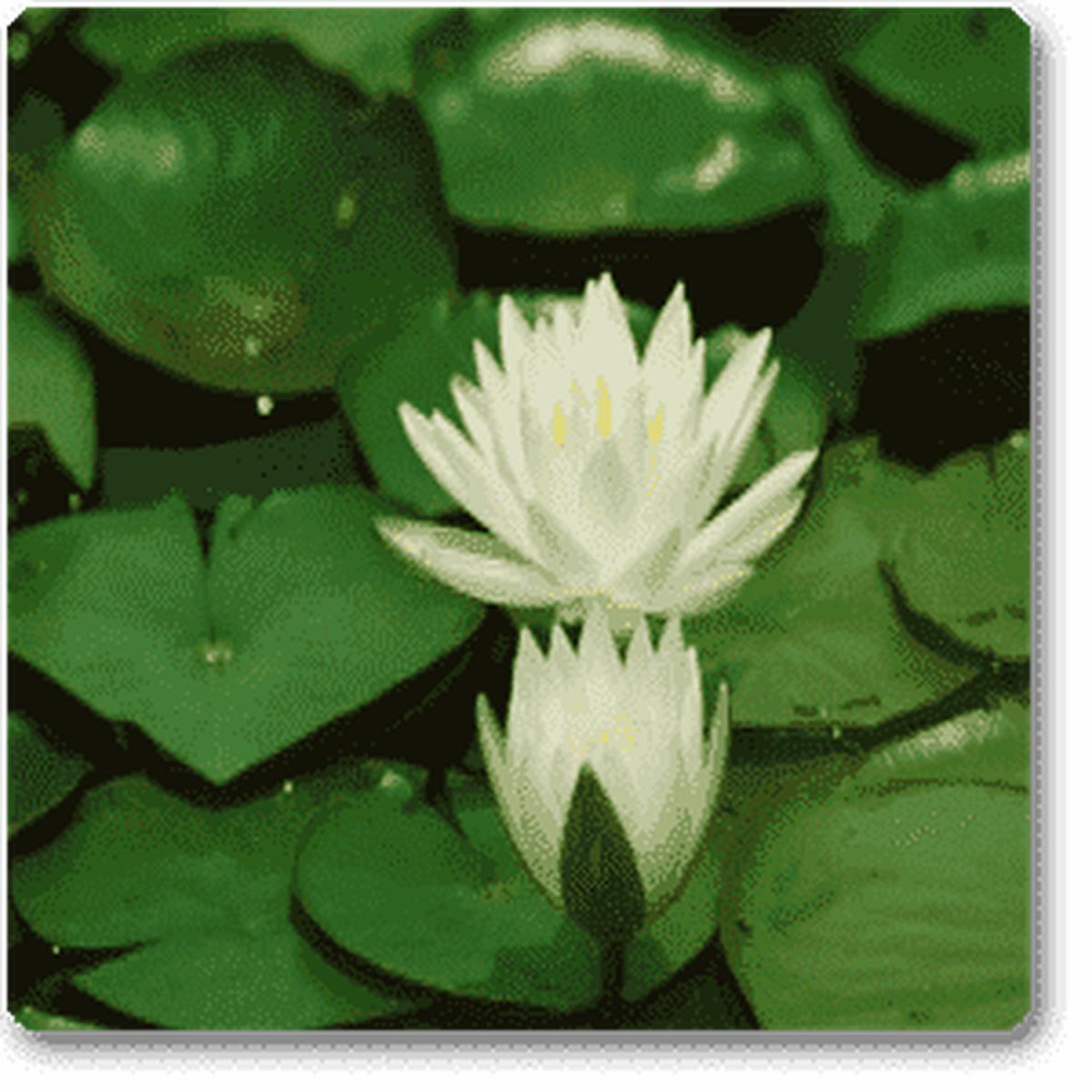 Victoria lily - Plant