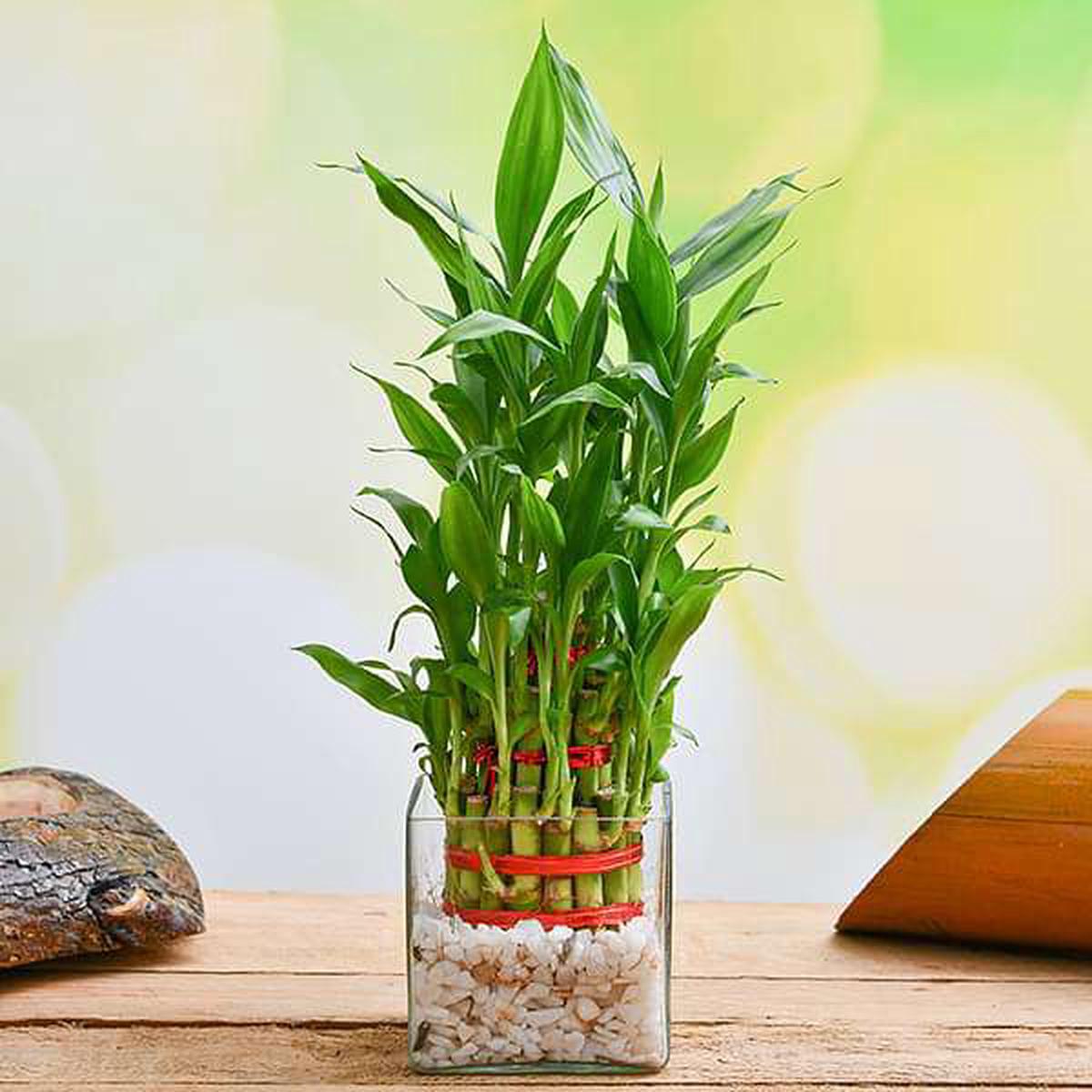 Wish Good Fortune with 3 Layer Lucky bamboo in Glass Vase with Pebbles - Default Title
