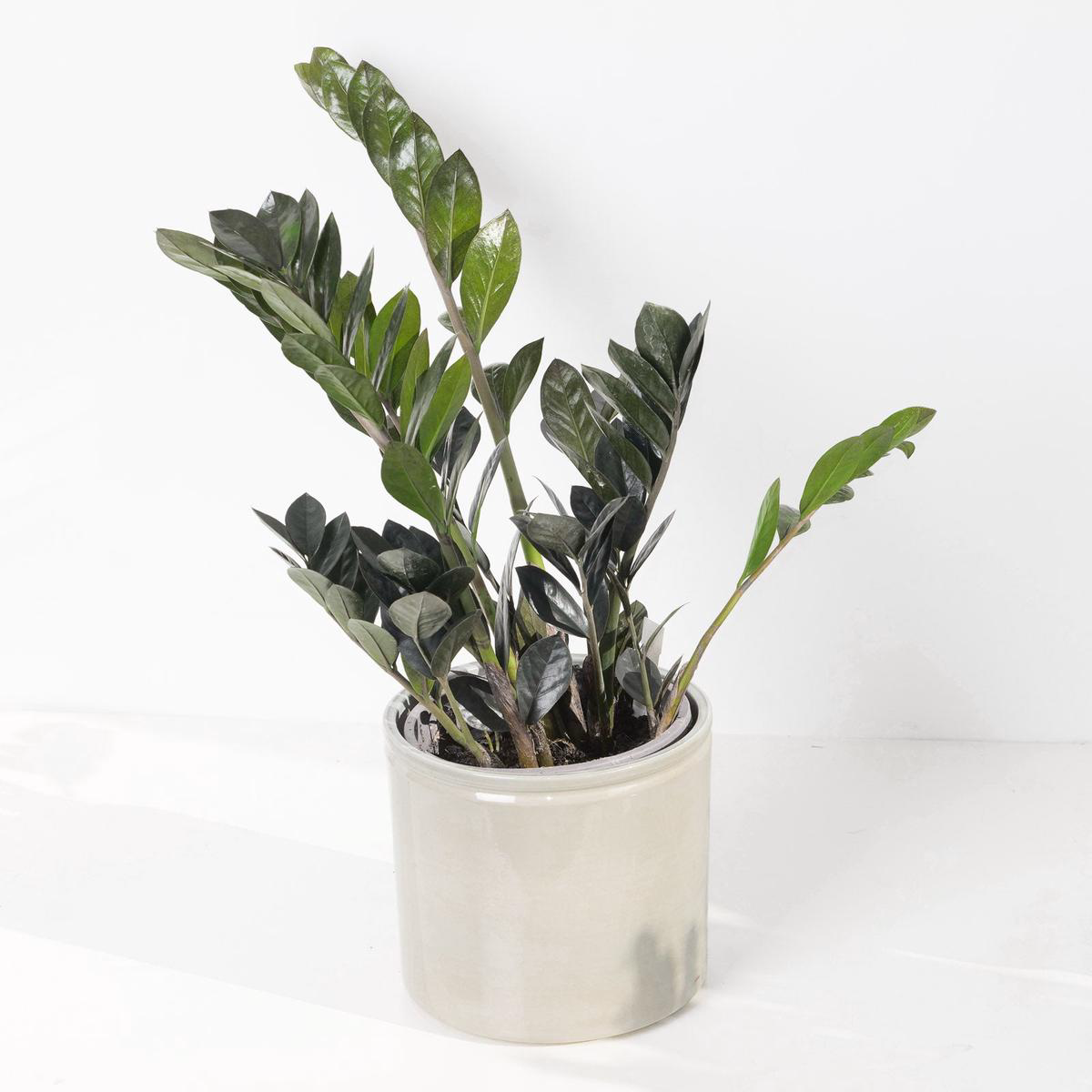 Zamioculcas Zamiifolia Black Raven ZZ Plant 8211 17cm