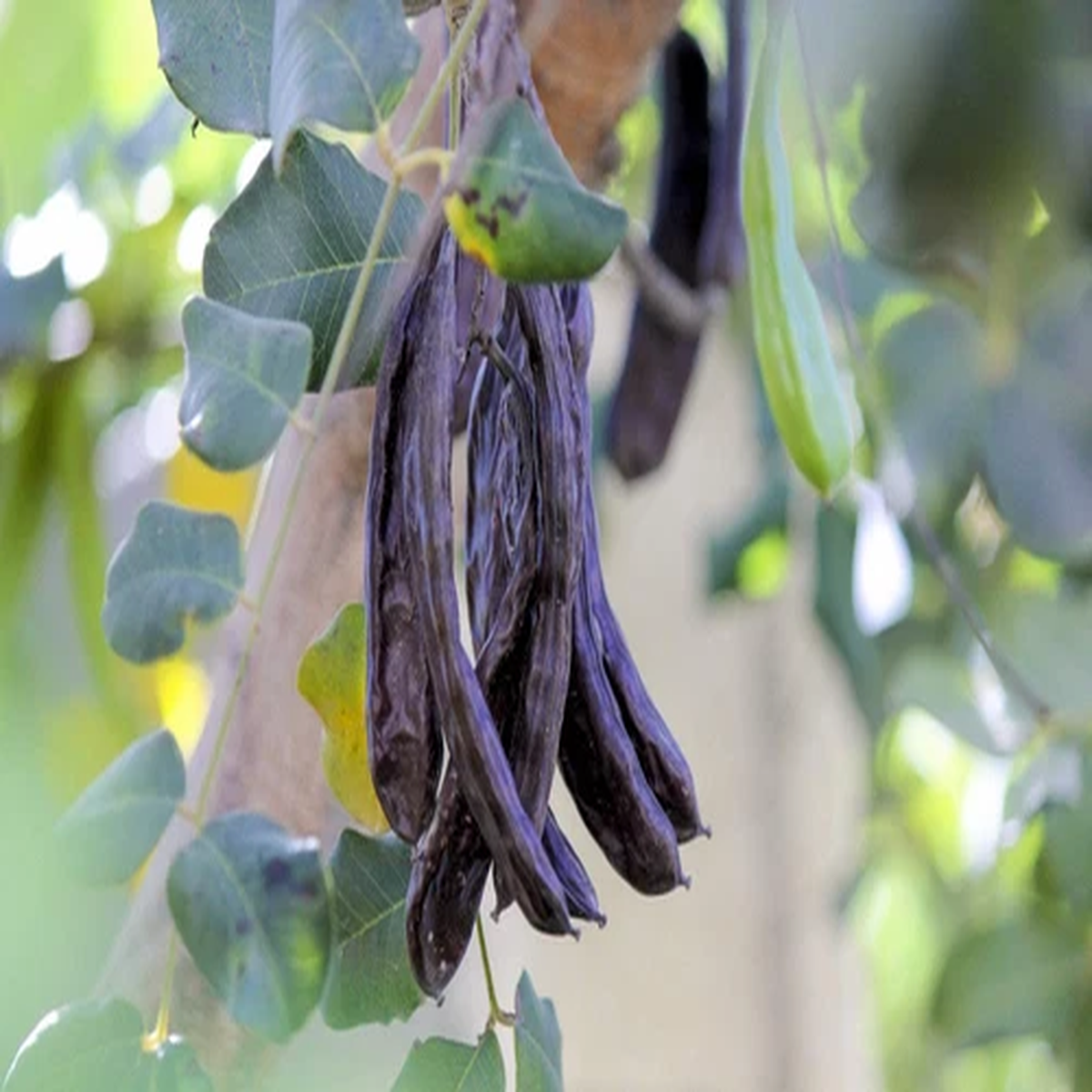 20 CAROB TREE Saint John's Bread Ceratonia Siliqua Edible Fruit Pods Tree Seeds