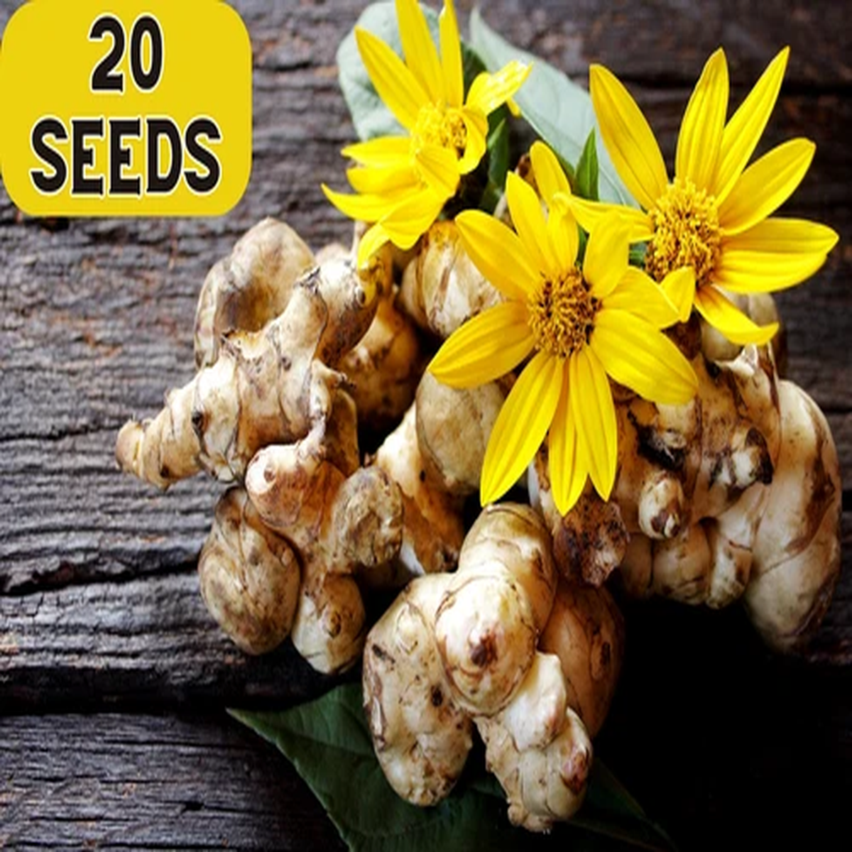20 JERUSALEM ARTICHOKE Sunchoke Sunroot Helianthus Tuberosus Yellow Sunflower Ro