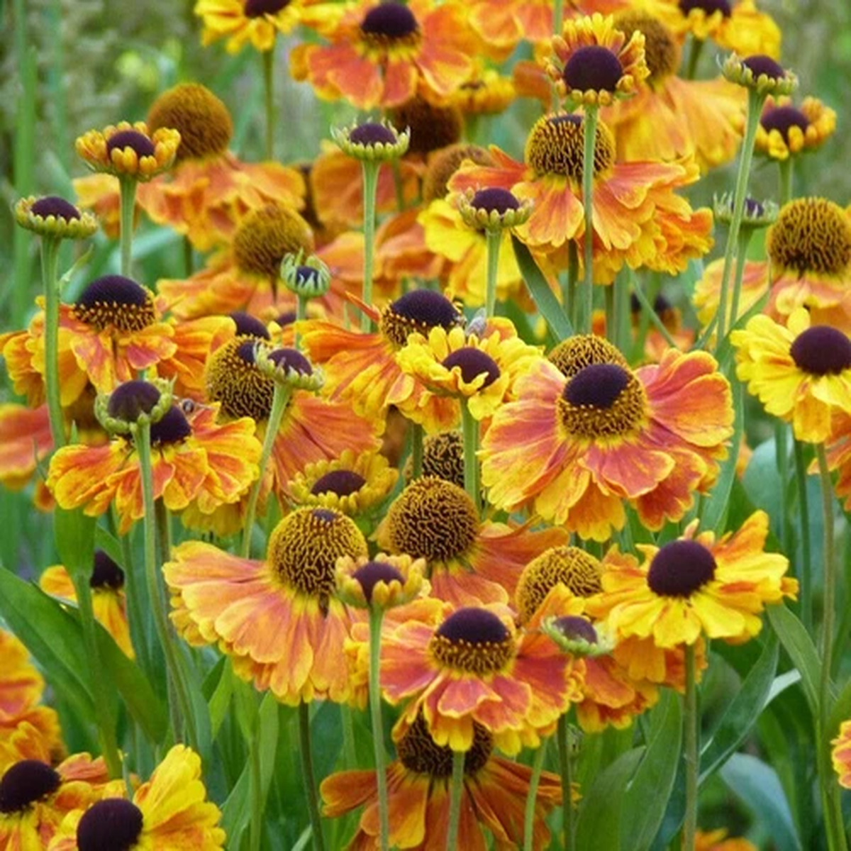 50 SEEDS HELENIUM  SAHIN'S SAHINS EARLY FLOWERER SUMMER GARDEN PLANT Non-GMO Bio