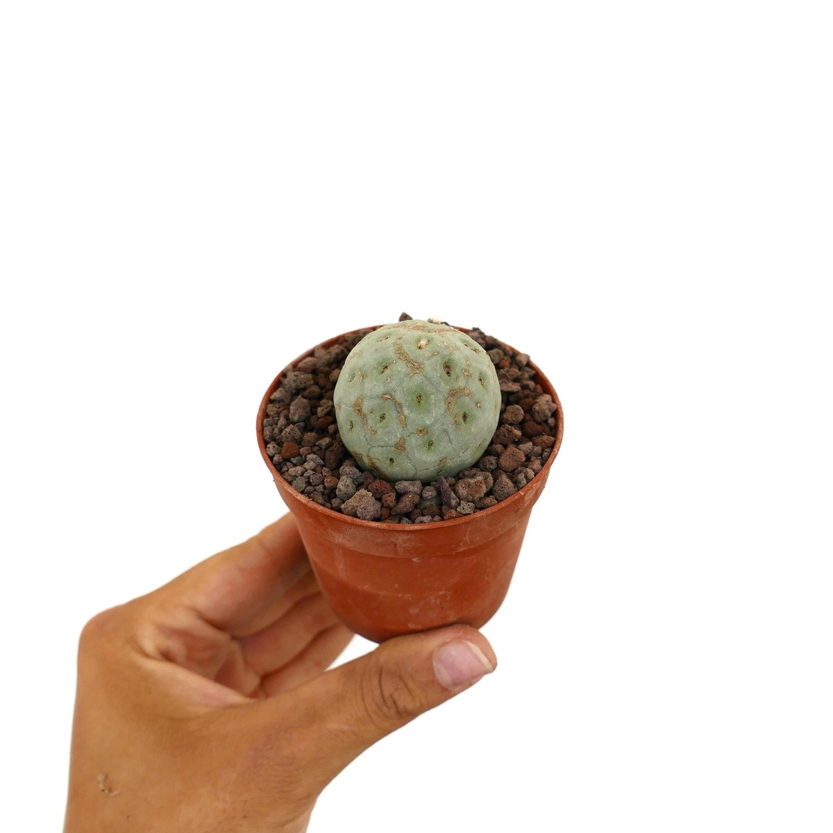 Tephrocactus geometricus ONE BALL 13415